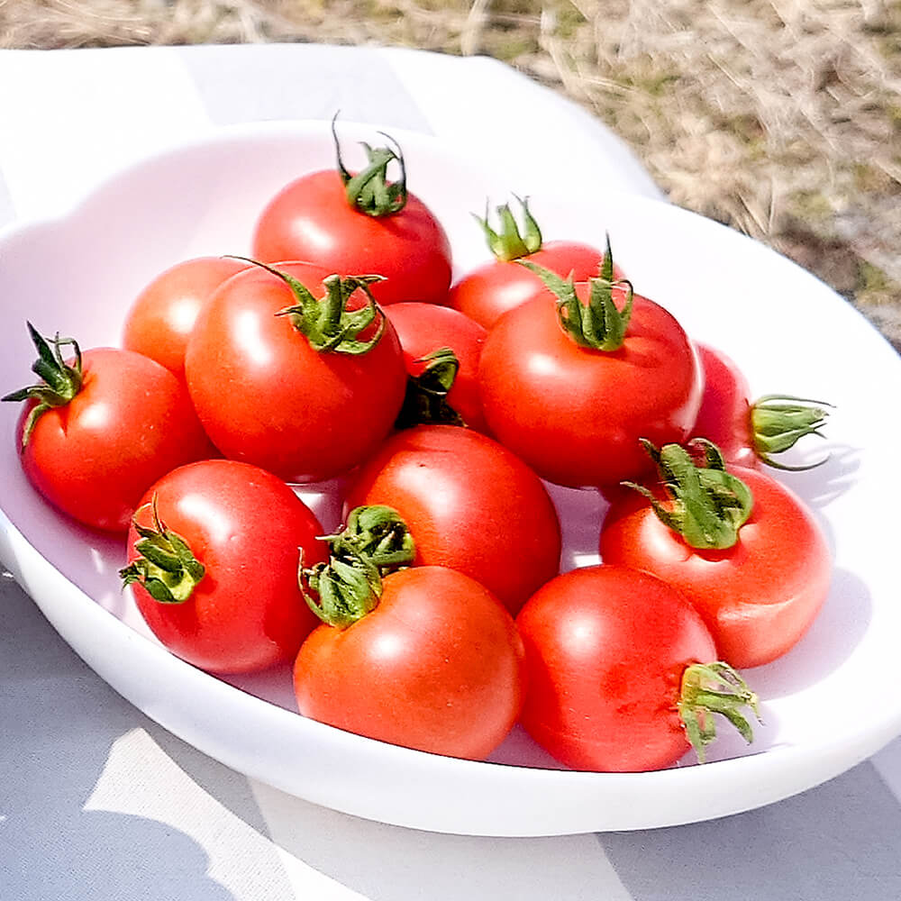 【ふるさと納税】ハッピーマン＆完熟トマトセット 選べる内容量 1kgセット 2kgセット 1キロセット 2キロセット ピーマン とまと 野菜 やさい 副菜 新鮮 おいしい 採れたて 国産 お取り寄せ 常温 高知県 高知 土佐市 土佐市 こうち 返礼品 - 画像3