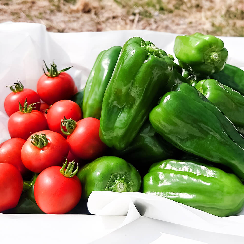 【ふるさと納税】ハッピーマン＆完熟トマトセット＆ズッキーニ 選べる内容量 1kgセット 2kgセット 1キロセット 2キロセット ピーマン とまと 野菜 やさい 副菜 新鮮 おいしい 採れたて 国産 お取り寄せ 常温 土佐市 こうち 返礼品 - 画像2