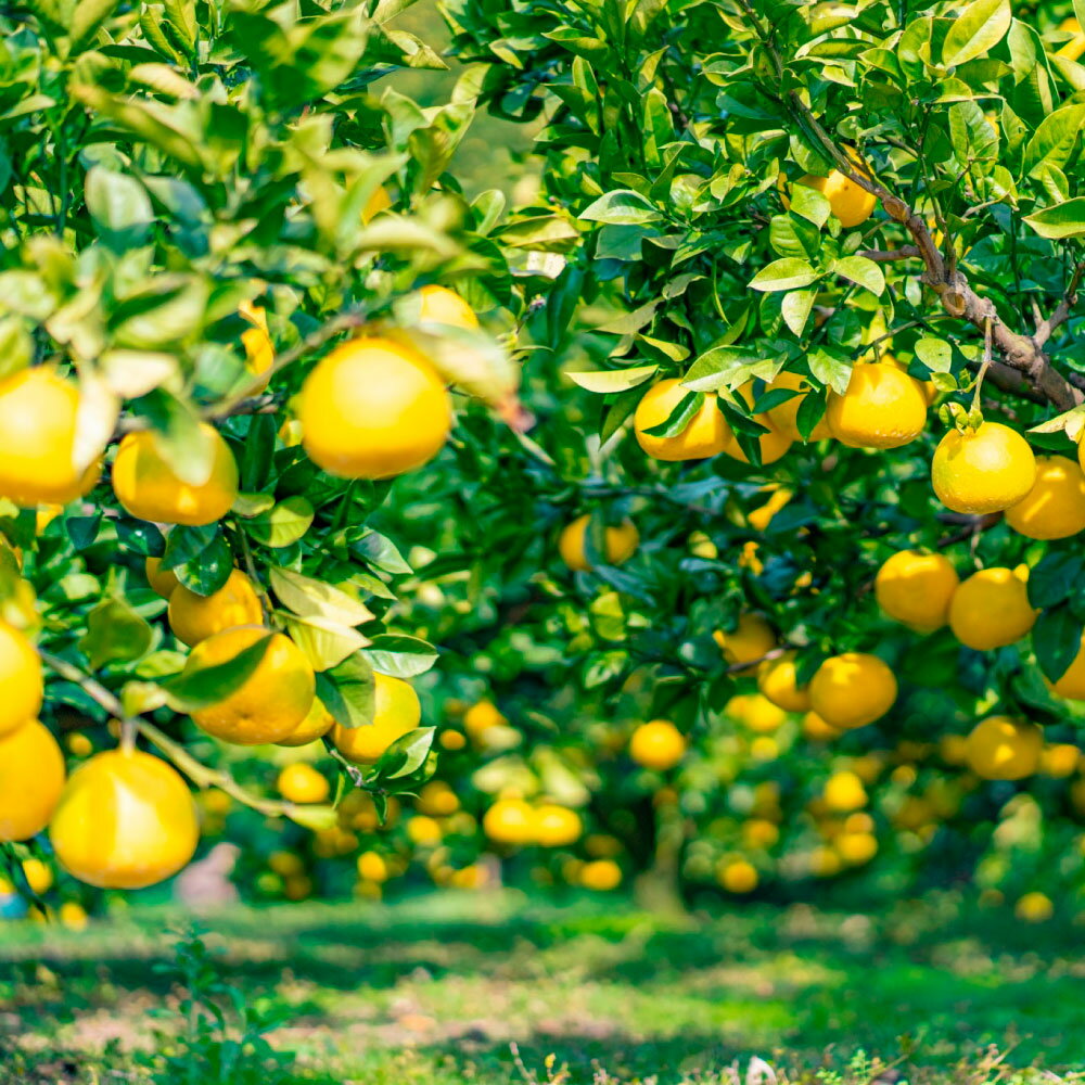 【ふるさと納税】＜2回定期便＞園主こだわりの土佐文旦　10キロ（18～24玉） 2月・3月にお届け！ 先行予約 定期便 定期コース 2ヶ月 柑橘 みかん フルーツ 果物 家庭用 お取り寄せ 人気 名産 送料無料 家庭用 ギフト用 土佐 高知 ふるさと納税 高知県 46000円 土佐市 サムネイル3