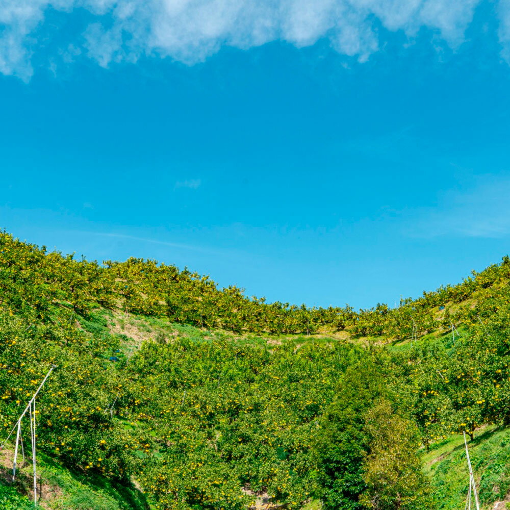 【ふるさと納税】【先行予約】文旦 10kg ぶんたん 特大 10キロ ブンタン 日本ギフト大賞2024受賞 フルーツ 果物 柑橘 みかん 家庭用 美味しい お取り寄せ 大量 土佐 高知 やの一果彩 ふるさとのうぜい ふるさと納税 31000円 土佐市 高知県 サムネイル2