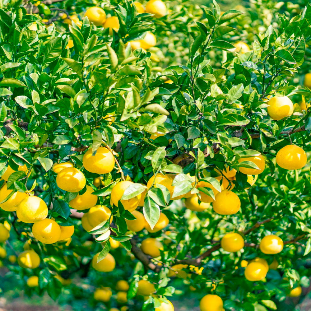 【ふるさと納税】文旦 贈答用 選べる内容量 3kg or 5kg ぶんたん ブンタン 温室土佐文旦 土佐文旦 柑橘 フルーツ 果物 くだもの みかん 3キロ 5キロ 贈答 ギフト 贈り物 土佐 高知 やの一果彩 ふるさとのうぜい 故郷納税 高知県 27000円～ 土佐市 サムネイル3