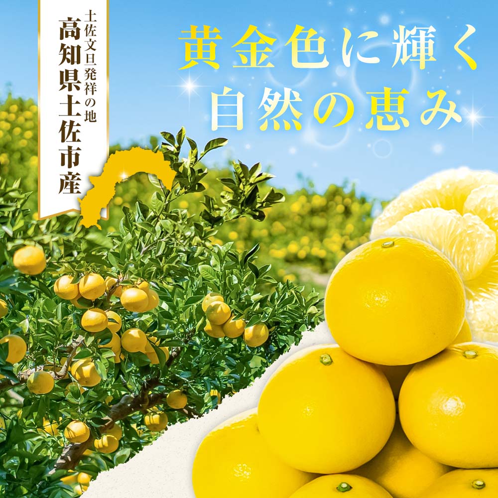 【ふるさと納税】【先行予約】文旦 選べる内容量 3kg 5kg 10kg 小玉（L～Mサイズ） 7000円 10000円以内 20000円以下 土佐文旦 ぶんたん 日本ギフト大賞 2024受賞 フルーツ ブンタン みかん 果物 くだもの 家庭用 美味しい 土佐 高知 やの一果彩 贈答用 家庭用 春 旬 土佐市 サムネイル2