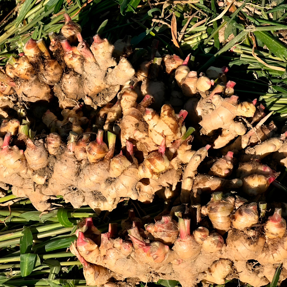 【ふるさと納税】健康長寿の秘訣 大地の土付き生姜4kg 国産 生ショウガ しょうが ショウガ ジンジャー ジンジャーエール ショウガシロップ 生姜焼き 薬味 野菜 料理 健康 生姜湯 新鮮 高知県 土佐市 返礼品 ランキンング 高知県 土佐市 こうち 返礼品 - 画像3