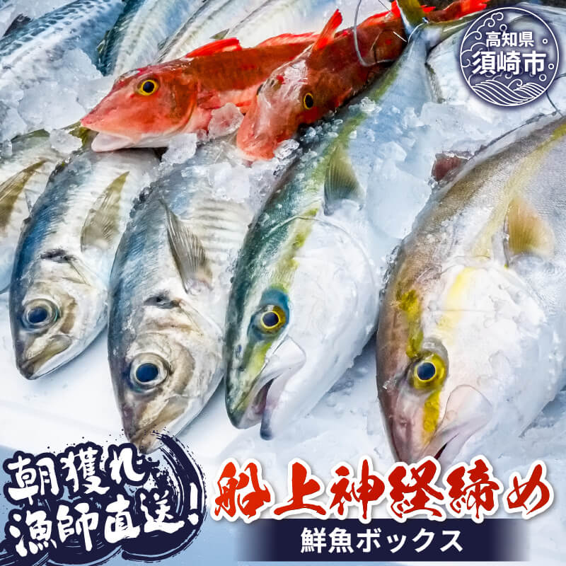 【 船上神経締め 鮮魚ボックス 】 3〜5 種入り 朝獲れ 直送 冷蔵 魚種 お任せ 水揚げ 鮮魚 海鮮 魚介 産地直送 高知 の 魚 須崎 鮮度抜群 さかな 漁師 新鮮 ふるさと納税刺身 ふるさと納税詰め合わせ 大容量 鮮魚セット （クラウドファンディング対象）