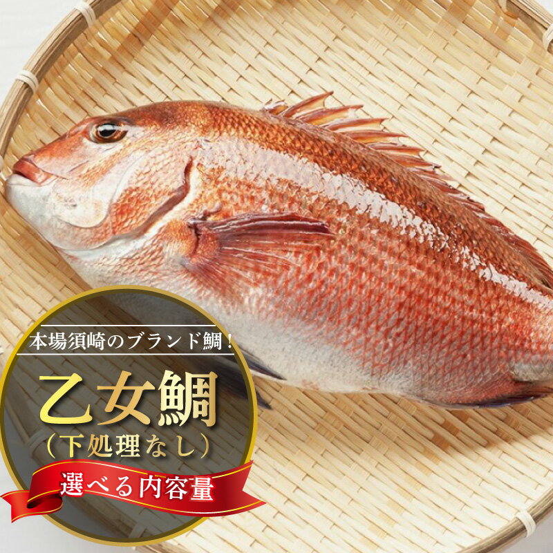 鯛 選べる 容量 まるごと 1尾 ～ 2尾 ( 900g～1kg 2.0kg～2.5kg ）下処理なし 産地直送 新鮮 高知県産 ブランド鯛 小島水産 乙女鯛 真鯛 鮮魚 魚 マダイ 刺身 鯛めし 鯛しゃぶ 鯛茶漬け 煮付け アラ汁 味噌汁 高知県 須崎市 祝 中元 歳暮 正月 ギフト