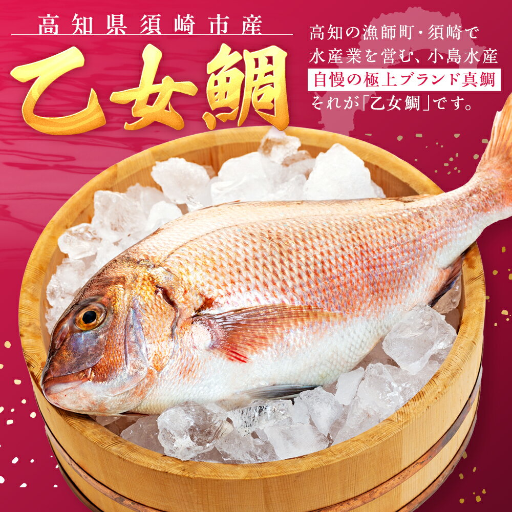 【ふるさと納税】 【 スピード配送 】 真鯛 刺身 用 柵 アラ付き 1～2尾 セット 新春感謝 本場須崎のブランド鯛 乙女鯛 産地直送 ( 新鮮 冷蔵 刺身 お刺し身 タイ 鯛 高級魚 鮮魚 海鮮 魚介 煮付け 鯛めし 鯛茶漬け 鯛しゃぶ アラ汁 皿 高知県 須崎市 ふるさと納税鯛 ) - 画像2