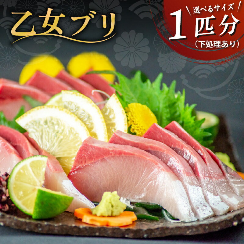 【 スピード配送 】 ぶり 1本 3〜4kg 4～5kg 下処理有 丸ごと 一本 ブランド鰤 乙女ブリ 産地直送 冷蔵 ブリ しゃぶ ブリ鍋 刺身 高知県 須崎市 須崎市 鰤 年末 正月