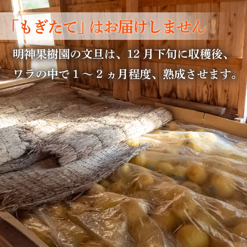 【早期予約開始!!2026年2月頃より順次発送】【ふるさと納税】 【訳あり】 浦ノ内特産 家庭用 土佐文旦 10kg | みかん 蜜柑 柑橘 文旦 10キロ 明神果樹園 人気 ランキング 数量限定 期間限定 高知県 須崎市 ふるさと納税果物 MKJ003_xx サムネイル3