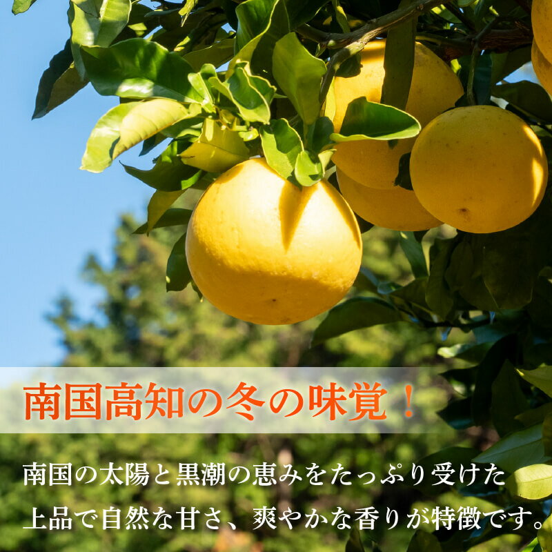 【早期予約開始!!2026年2月頃より順次発送】【ふるさと納税】 訳あり 浦ノ内特産 家庭用 土佐文旦 5kg L ～ 4L サイズ 混合 | みかん 蜜柑 柑橘 文旦 5キロ 明神果樹園 人気 ランキング 数量限定 期間限定 高知県 須崎市 ふるさと納税果物 MKJ008_xx サムネイル2