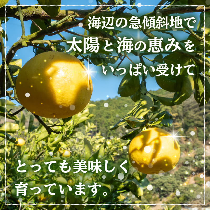 【ふるさと納税】 訳あり 文旦 5kg 早期予約 2026年2月より順次発送 産地直送 安和文旦 柑橘 フルーツ 果物 くだもの 果実 みかん 土佐文旦 ぶんたん デザート ご褒美 高知県 須崎市 ふるさと納税 NPO サムネイル2