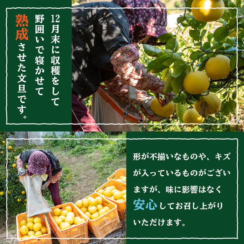 【ふるさと納税】 訳あり 文旦 5kg 早期予約 2026年2月より順次発送 産地直送 安和文旦 柑橘 フルーツ 果物 くだもの 果実 みかん 土佐文旦 ぶんたん デザート ご褒美 高知県 須崎市 ふるさと納税 NPO サムネイル3