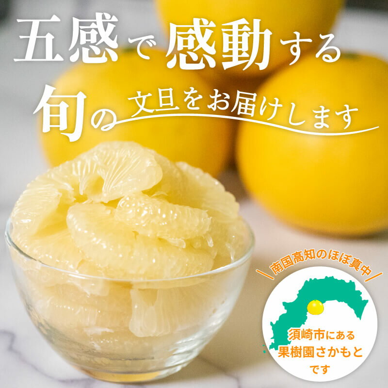 【ふるさと納税】 【 2026年 2月 より 発送 】 高知県産 土佐文旦 特上品 贈答用 優品 家庭用 訳あり 5kg 10kg ぶんたん 時期 人気 旬 柑橘 フルーツ 果物 高知 須崎 ふるさと納税文旦 ふるさと納税みかん ふるさと納税柑橘 サムネイル2