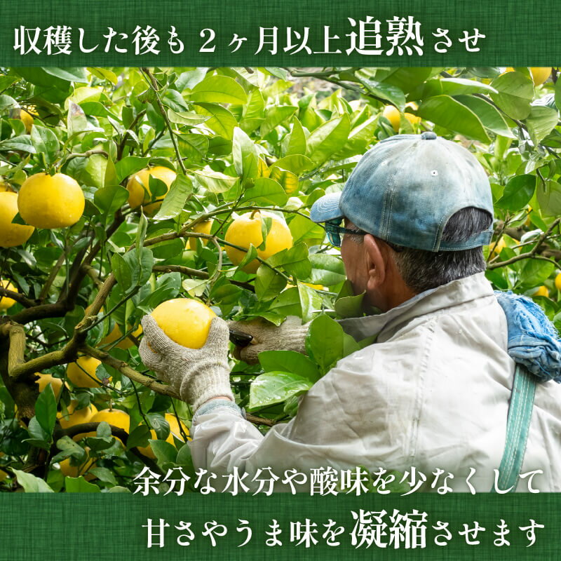 【ふるさと納税】 【 2026年 2月 より 発送 】 高知県産 土佐文旦 特上品 贈答用 優品 家庭用 訳あり 5kg 10kg ぶんたん 時期 人気 旬 柑橘 フルーツ 果物 高知 須崎 ふるさと納税文旦 ふるさと納税みかん ふるさと納税柑橘 サムネイル3