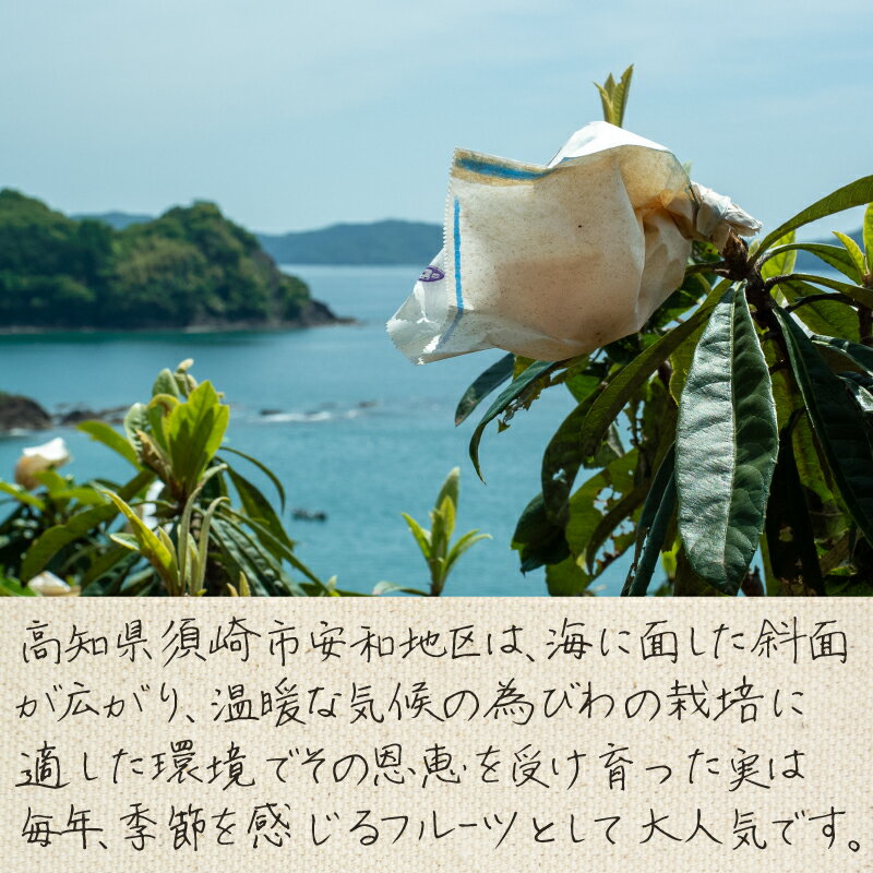 【ふるさと納税】 【 早期予約受付 5月中旬頃より順次発送 】 びわ フルーツ 果物 おすすめ 6 ~8個 4 パック 旬 果実 ギフト 須崎市 枇杷 ビワ 期間限定 季節 高知 高知県 安和 - 画像2