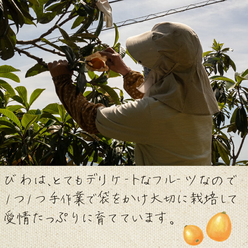 【ふるさと納税】 【 早期予約受付 5月中旬頃より順次発送 】 びわ フルーツ 果物 おすすめ 6 ~8個 4 パック 旬 果実 ギフト 須崎市 枇杷 ビワ 期間限定 季節 高知 高知県 安和 - 画像3