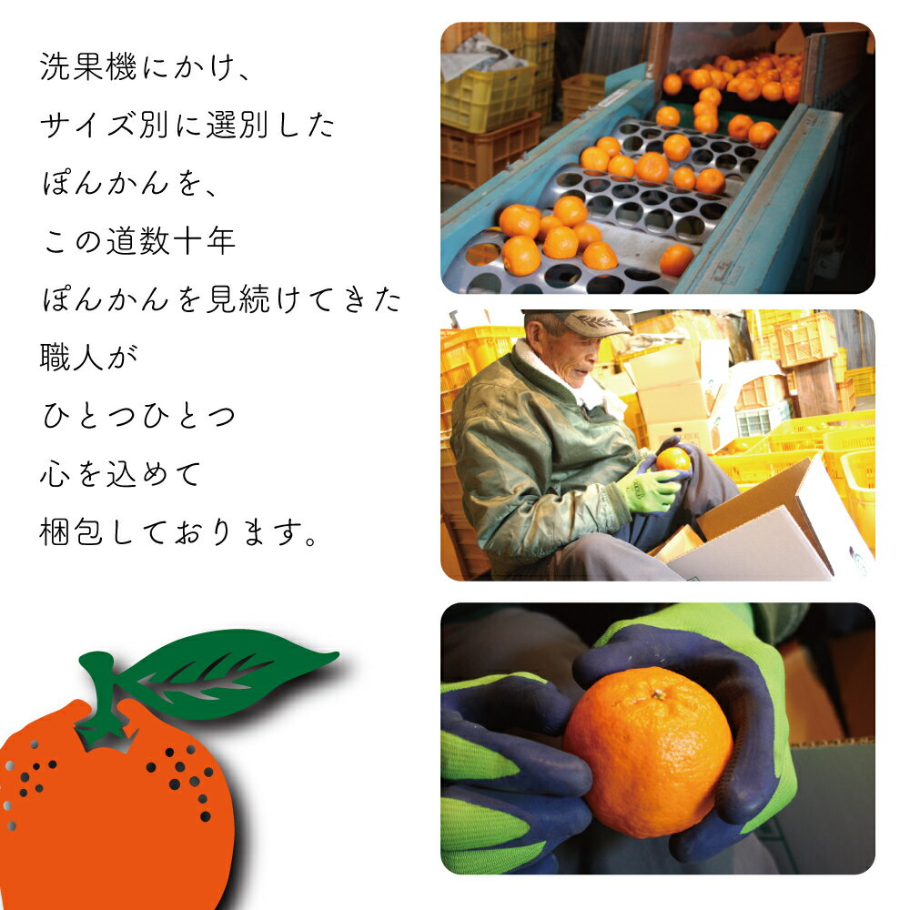 【ふるさと納税】 早期予約開始 1月下旬より順次発送 ポンカン 5kg 秀品 あわ地区ポンカン 収穫分 柑橘 フルーツ みかん 産地直送 熟成 送料無料 高知県 須崎市 サムネイル3