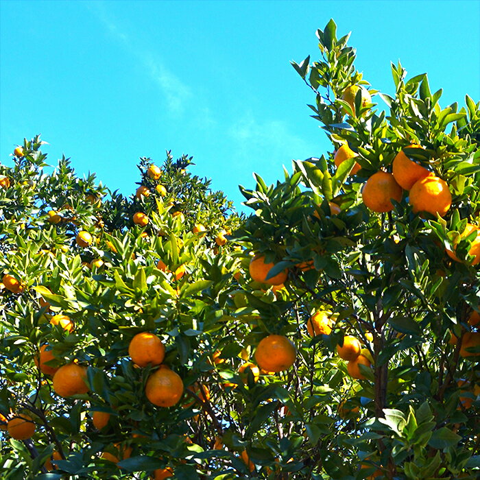 【ふるさと納税】 【早期予約 2026年1月中旬より順次発送】 ぽんかん 4kg 家庭用 大小混合 不揃い 規格外 わけあり 訳アリ 先行予約 高知県産 立目産 果物 フルーツ 柑橘 みかん くだもの 低農薬 高知県 須崎市 サムネイル2