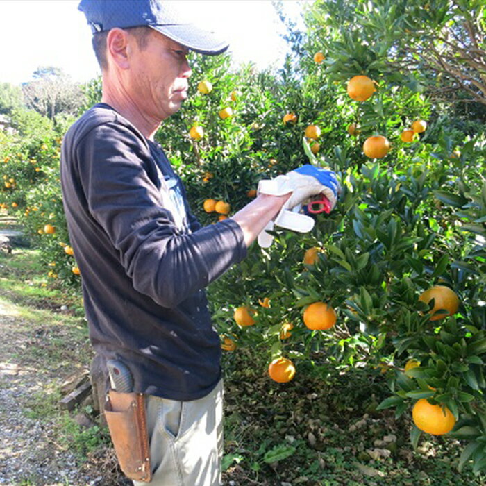 【ふるさと納税】 【早期予約 2026年1月中旬より順次発送】 ぽんかん 4kg 家庭用 大小混合 不揃い 規格外 わけあり 訳アリ 先行予約 高知県産 立目産 果物 フルーツ 柑橘 みかん くだもの 低農薬 高知県 須崎市 サムネイル3