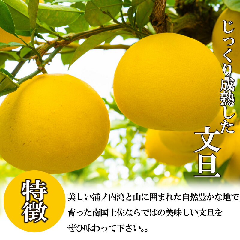 【ふるさと納税】 訳あり 文旦 5kg 10kg 2026年2月より発送 家庭用 早期予約 土佐文旦 みかん 柑橘 フルーツ 早期 予約 季節限定 期間限定 高知県 須崎市 産地直送 こだわり文旦 ぶんたん サムネイル2