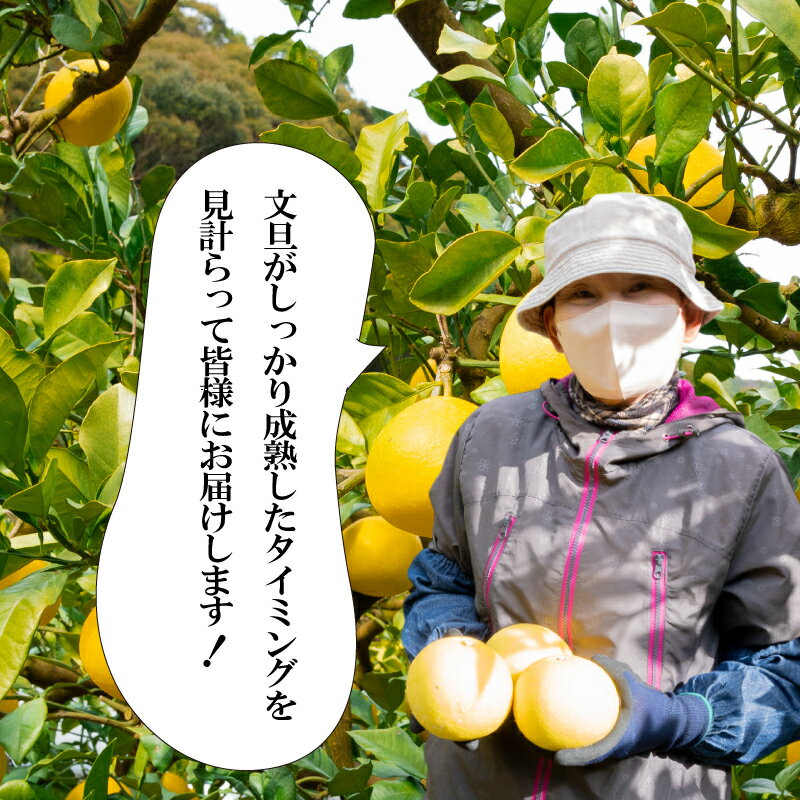 【ふるさと納税】 訳あり 文旦 5kg 10kg 2026年2月より発送 家庭用 早期予約 土佐文旦 みかん 柑橘 フルーツ 早期 予約 季節限定 期間限定 高知県 須崎市 産地直送 こだわり文旦 ぶんたん サムネイル3