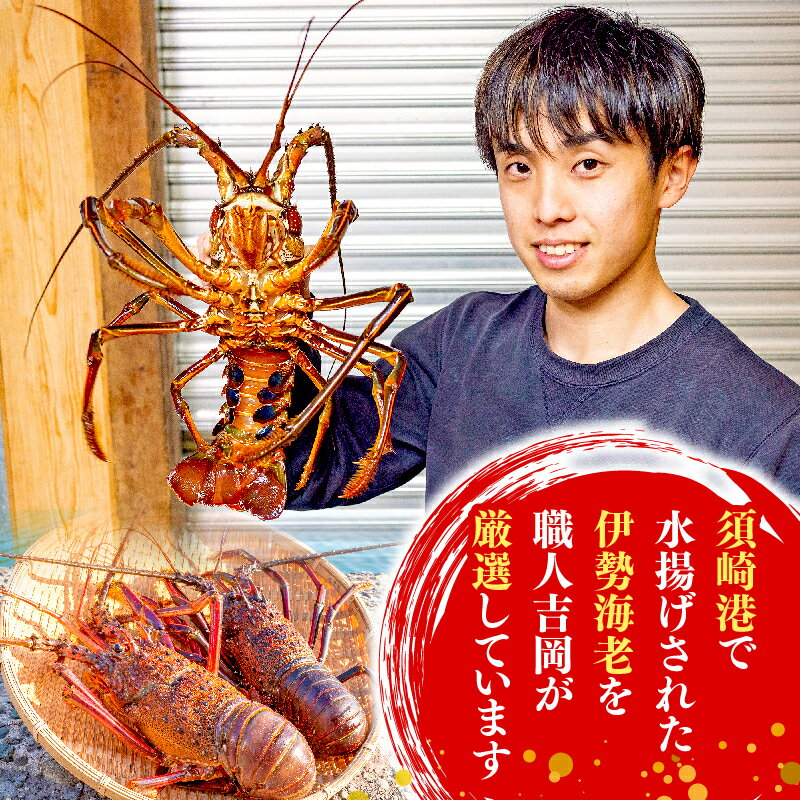 【ふるさと納税】 訳あり 職人吉岡 冷凍 伊勢海老 選べる 容量 約 700g 1.4kg 2.8kg サイズ混合 えび エビ 高級 鮮魚 海鮮 魚介 刺身 焼き物 汁物 ギフト 贈答 贈り物 祝い 歳暮 中元 高知県 須崎市 お正月 おせち ふるさと納税伊勢海老 ふるさと納税海鮮 ふるさと納税魚介 サムネイル2