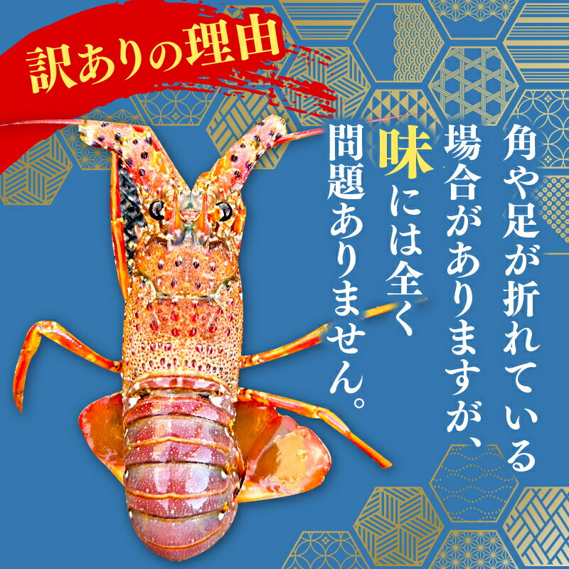 【ふるさと納税】 訳あり 職人吉岡 冷凍 伊勢海老 選べる 容量 約 700g 1.4kg 2.8kg サイズ混合 えび エビ 高級 鮮魚 海鮮 魚介 刺身 焼き物 汁物 ギフト 贈答 贈り物 祝い 歳暮 中元 高知県 須崎市 お正月 おせち ふるさと納税伊勢海老 ふるさと納税海鮮 ふるさと納税魚介 サムネイル3