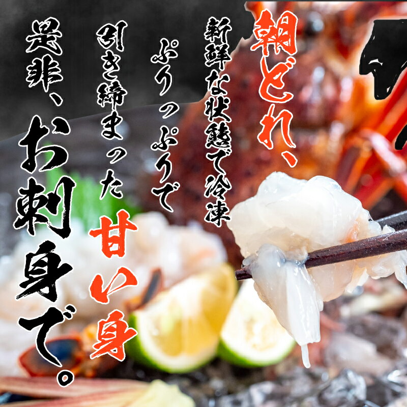 【ふるさと納税】 活き 伊勢海老 選べる 容量 600g 800g 1.6kg 以上 吉岡 ( 1尾 ～ 8尾 サイズ混合 えび エビ いせえび 高級 鮮魚 イセエビ 海鮮 魚介 刺身 焼き物 汁物 ギフト 贈答 贈り物 祝い 歳暮 中元 高知 天然 海の幸 高知県 須崎市 ) ふるさと納税伊勢海老 サムネイル2