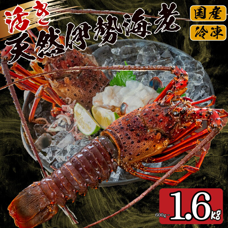 活き 伊勢海老 選べる 容量 600g 800g 1.6kg 以上 吉岡 ( 1尾 ～ 8尾 サイズ混合 えび エビ いせえび 高級 鮮魚 イセエビ 海鮮 魚介 刺身 焼き物 汁物 ギフト 贈答 贈り物 祝い 歳暮 中元 高知 天然 海の幸 高知県 須崎市 ) ふるさと納税伊勢海老