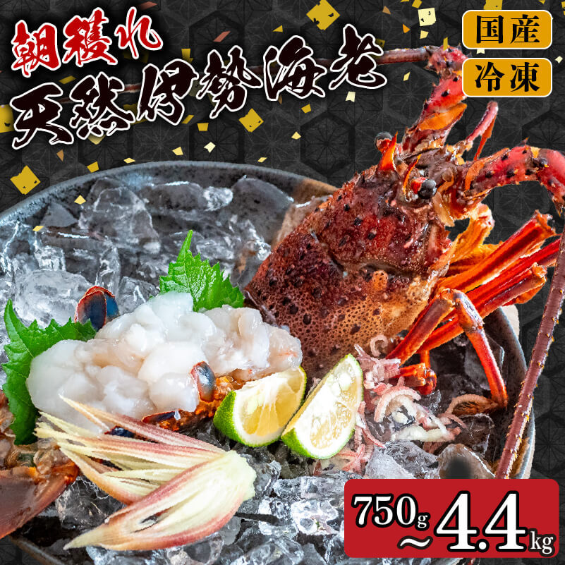 【2026年4月より順次配送】訳あり 朝獲れ 伊勢海老 350g ～ 450g 規格外 わけあり 急速 冷凍 産地直送 須崎 高知 海鮮 魚介類 イセエビ 海老 えび エビ 伊勢エビ 贅沢 さしみ ふるさと納税伊勢海老 ふるさと納税海鮮 ふるさと納税魚介 ふるさと納税さしみ