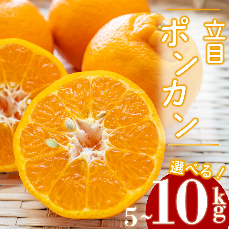 【 2025年1月より発送 】 特上品 贈答用 訳あり ぽんかん 5kg 10kg 大小混合品 アリ 高知県産 立目ぽんかん 果物 フルーツ ポンカン 柑橘 みかん ミカン 有機肥料 主体 低農薬 早期予約 ふるさと納税ぽんかん ふるさと納税みかん ふるさと納税柑橘