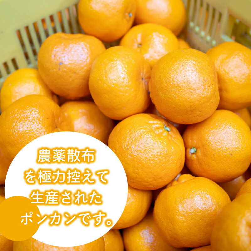 【ふるさと納税】 【 2025年1月より発送 】 特上品 贈答用 訳あり ぽんかん 5kg 10kg 大小混合品 アリ 高知県産 立目ぽんかん 果物 フルーツ ポンカン 柑橘 みかん ミカン 有機肥料 主体 低農薬 早期予約 ふるさと納税ぽんかん ふるさと納税みかん ふるさと納税柑橘 サムネイル2