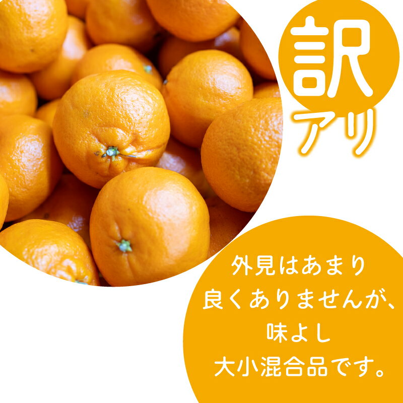 【ふるさと納税】 【 2025年1月より発送 】 特上品 贈答用 訳あり ぽんかん 5kg 10kg 大小混合品 アリ 高知県産 立目ぽんかん 果物 フルーツ ポンカン 柑橘 みかん ミカン 有機肥料 主体 低農薬 早期予約 ふるさと納税ぽんかん ふるさと納税みかん ふるさと納税柑橘 サムネイル3
