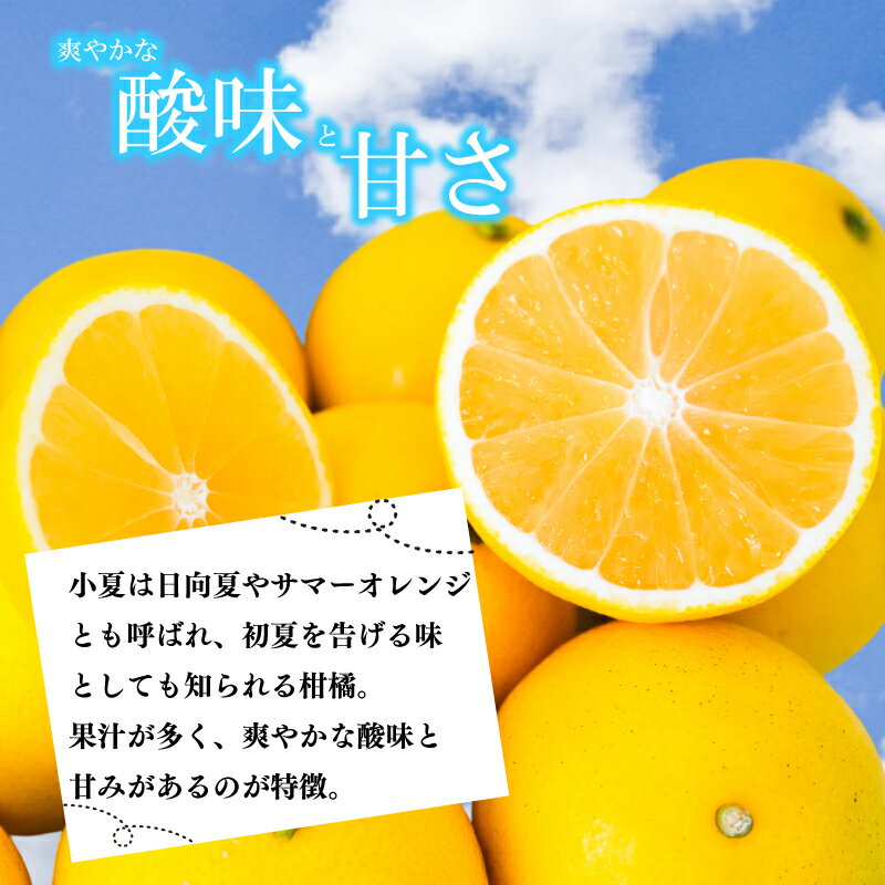 【ふるさと納税】 【 2026年4月より発送 】 小夏 10kg 特上品 贈答用 優品 家庭用 訳あり 高知県産 早期予約 柑橘 フルーツ 果物 みかん ミカン 蜜柑 こなつ ニューサマーオレンジ 日向夏 産地直送 大小混合品 高知県 須崎 KJS008 サムネイル2