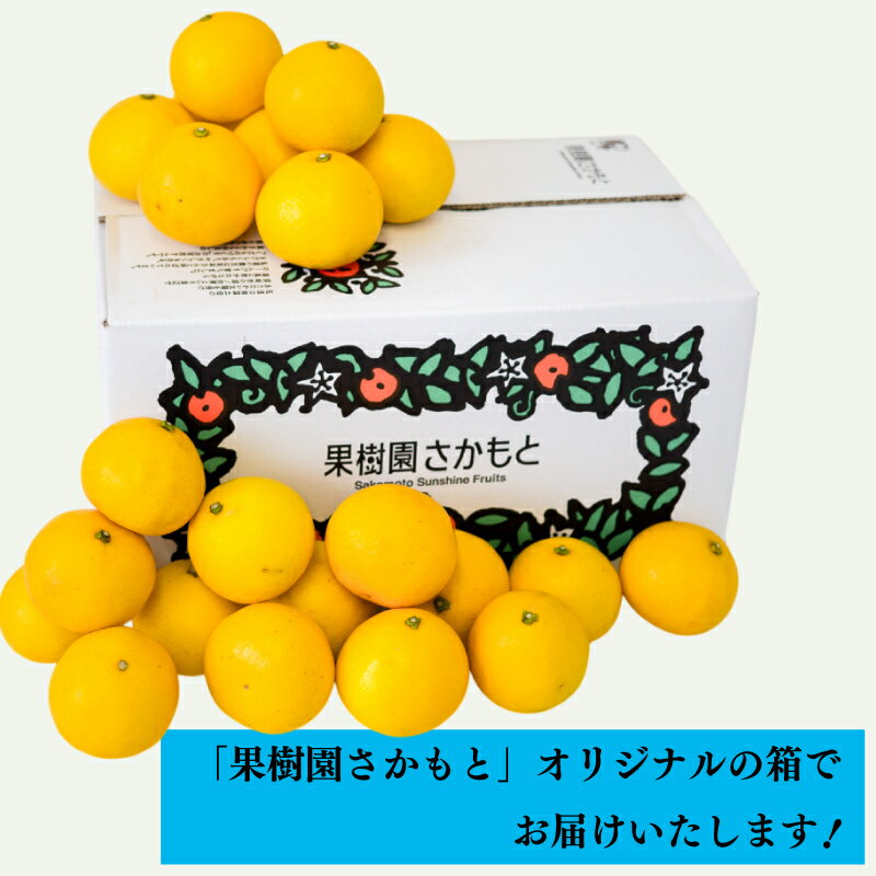 【ふるさと納税】 【 2026年4月より発送 】 小夏 10kg 特上品 贈答用 優品 家庭用 訳あり 高知県産 早期予約 柑橘 フルーツ 果物 みかん ミカン 蜜柑 こなつ ニューサマーオレンジ 日向夏 産地直送 大小混合品 高知県 須崎 KJS008 サムネイル3