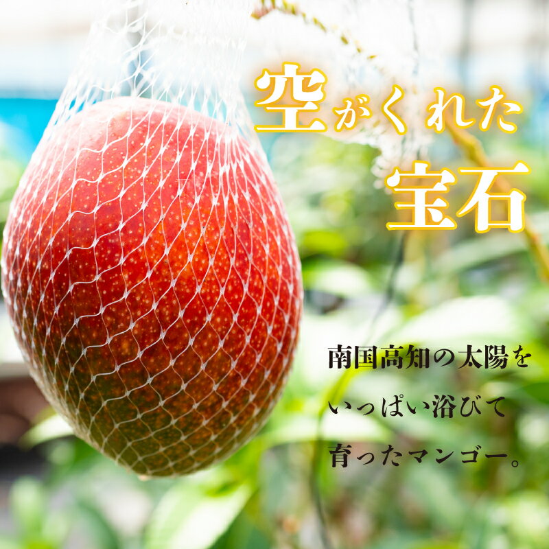 【ふるさと納税】 【早期予約】《2026年5月中旬から発送》マンゴー 秀品 2~4玉900g 果物 完熟 フルーツ 完熟マンゴー 期間限定 ギフト 贈答用 ふるさと納税マンゴー 甘味 デザート 甘い 産地直送 高知県 須崎市 SKN002_x サムネイル2