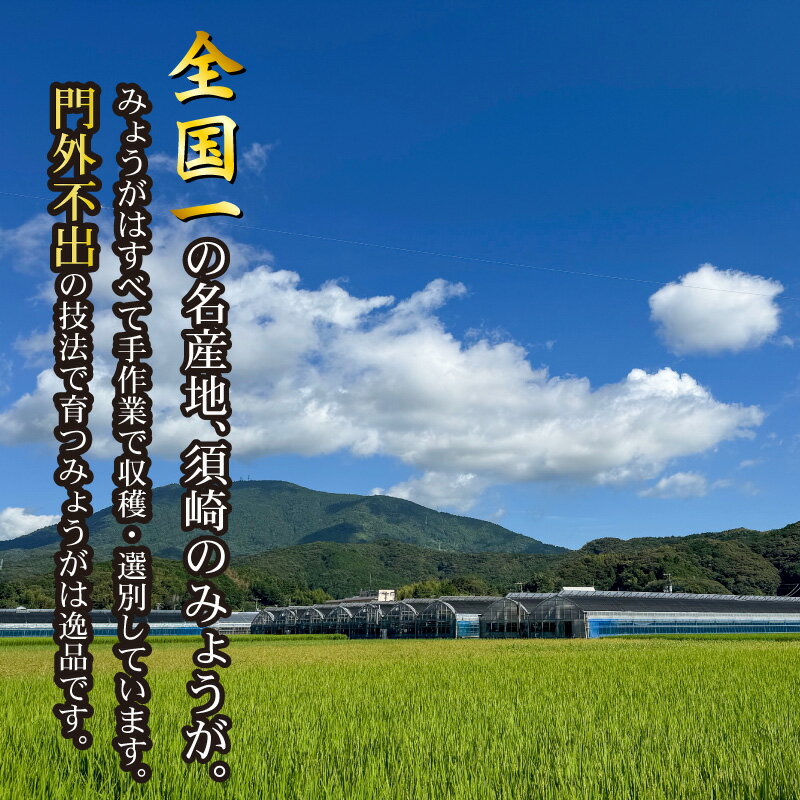 【ふるさと納税】 秀品 A等級 すさきのみょうが 1kg 生産量 日本一 産地直送 かつおのたたき 薬味 高知県 高知 須崎 須崎市 みょうが かつおたたき 藁焼き鰹 カツオ タタキ 鰹 ぽん酢 玉ねぎ ねぎ しょうが 甘酢漬け 味噌汁 冷や汁 そうめん 漬物 冷奴 寿司 うどん 天ぷら - 画像3