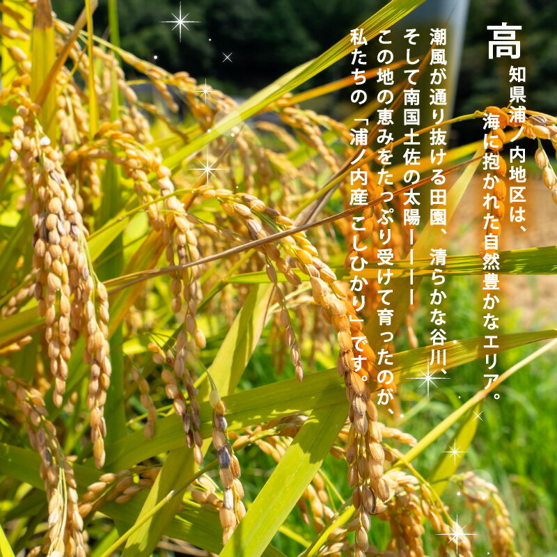 【ふるさと納税】 コシヒカリ 選べる 3Kg 5Kg 10Kg 2025年産 産地直送 高知県産 白米 精米 こしひかり 米 常温 配送 ブランド米 国産 米 早場米 人気 天然 恵み 心 高知県 須崎 SI001 - 画像2