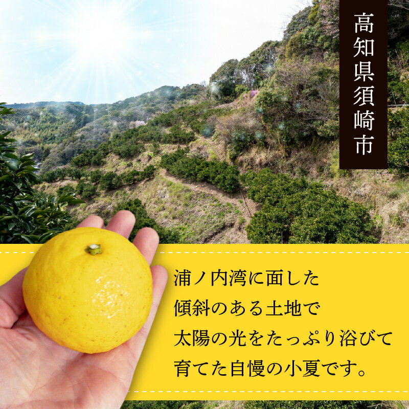【ふるさと納税】 【早期予約 5月中旬～発送】訳あり 小夏 ( 日向夏 ) 5kg ニューサマーオレンジ 無印 マル 等級 旬 高知 県 須崎 産 柑橘 初夏 フルーツ 果物 こなつ コナツ ひゅうが夏 みかん わけあり 母の日 HK002 - 画像2