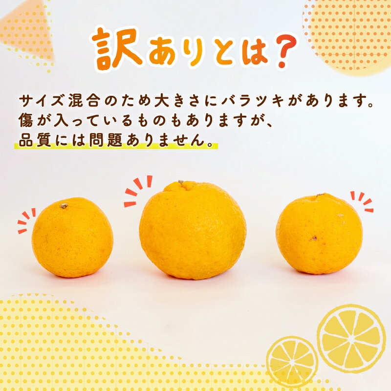 【ふるさと納税】 ポンカン 5kg 訳あり 秀品 選べる 早期受付 2026年1月中旬より順次発送 浦ノ内ポンカン 産地直送 柑橘 贈答 ギフト フルーツ 果物 くだもの 果実 みかん デザート 贅沢 ふるさと納税 高知県 須崎市 HK サムネイル3