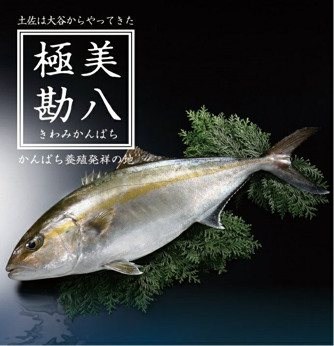 カンパチ 2節 セット 高級 魚 極美勘八 かんぱち 勘八 刺身 出世魚 養殖 産地直送 ぶりしゃぶ 照り焼き 刺し身 高知県 須崎市 ふるさと納税カンパチ ふるさと納税ふるさと