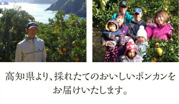 【ふるさと納税】 ポンカン 5kg 10kg 訳あり 秀品 選べる 早期受付 2026年1月中旬より順次発送 安和ポンカン 産地直送 柑橘 贈答 ギフト フルーツ 果物 くだもの 果実 みかん デザート 贅沢 ふるさと納税 高知県 須崎市 YN サムネイル3