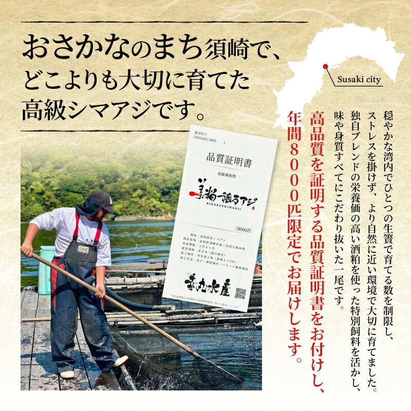 【ふるさと納税】 高級 シマアジ 美粕祇万アジ 250 ～ 500g フィーレ カマ アラ付 高級魚 刺身 刺身用 縞鯵 鯵 海鮮 鮮魚 新鮮 魚介 冷凍 魚 さかな 小分け 高知県 須崎市 SCM001-all - 画像2