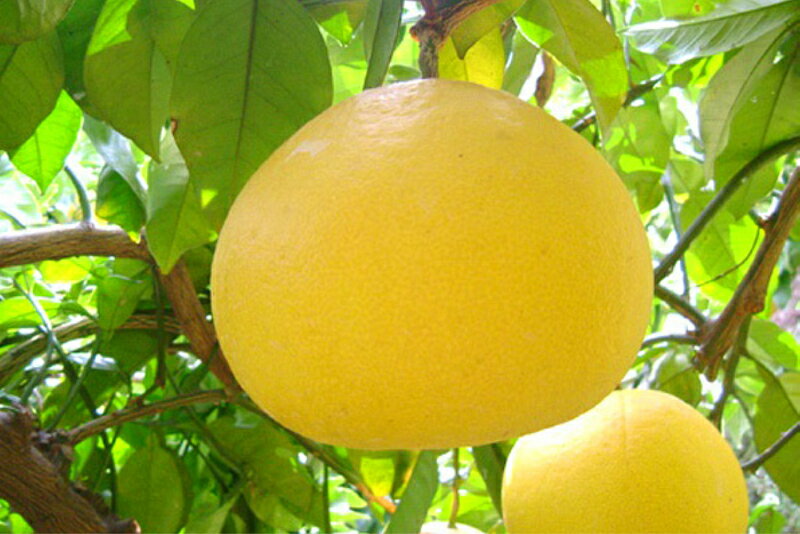 【ふるさと納税】 千の果樹園 訳あり 土佐文旦 5kg 家庭用 ぶんたん ブンタン 柑橘 みかん フルーツ 果物 柚子 ゆず 高知県産 四国 特産品 旬 贈答用 ギフト 贈り物 お歳暮 お中元 産地直送 自宅用 お取り寄せ 国産 果汁 ビタミンC 柑橘類 人気 宿毛市 高知県 10000円 サムネイル2