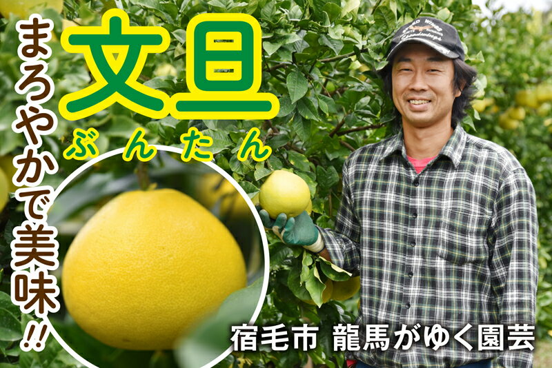龍馬がゆく 園芸 土佐文旦 10kg 家庭用 文旦 ぶんたん ブンタン 柑橘 果物 フルーツ 高知県産 特産品 名産 ギフト 贈答用 贈り物 プレゼント お歳暮 お中元 旬 季節 冬 農産物 産地直送 土佐 四国 食品 宿毛市 高知県 12000円
