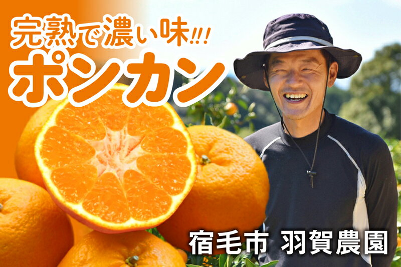 羽賀農園 完熟ポンカン 10kg みかん 柑橘 フルーツ 果物 旬 季節 贈答 ギフト 贈り物 お歳暮 お中元 自宅用 家庭用 甘い 酸味 ジューシー 産地直送 農家 特産品 名産 高知県 四国 特別栽培 有機栽培 国産 宿毛市 高知県 20000円