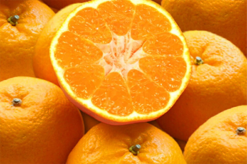 【ふるさと納税】 羽賀農園 完熟ポンカン 10kg みかん 柑橘 フルーツ 果物 旬 季節 贈答 ギフト 贈り物 お歳暮 お中元 自宅用 家庭用 甘い 酸味 ジューシー 産地直送 農家 特産品 名産 高知県 四国 特別栽培 有機栽培 国産 宿毛市 高知県 20000円 サムネイル2