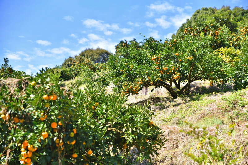 【ふるさと納税】 羽賀農園 完熟ポンカン 10kg みかん 柑橘 フルーツ 果物 旬 季節 贈答 ギフト 贈り物 お歳暮 お中元 自宅用 家庭用 甘い 酸味 ジューシー 産地直送 農家 特産品 名産 高知県 四国 特別栽培 有機栽培 国産 宿毛市 高知県 20000円 サムネイル3