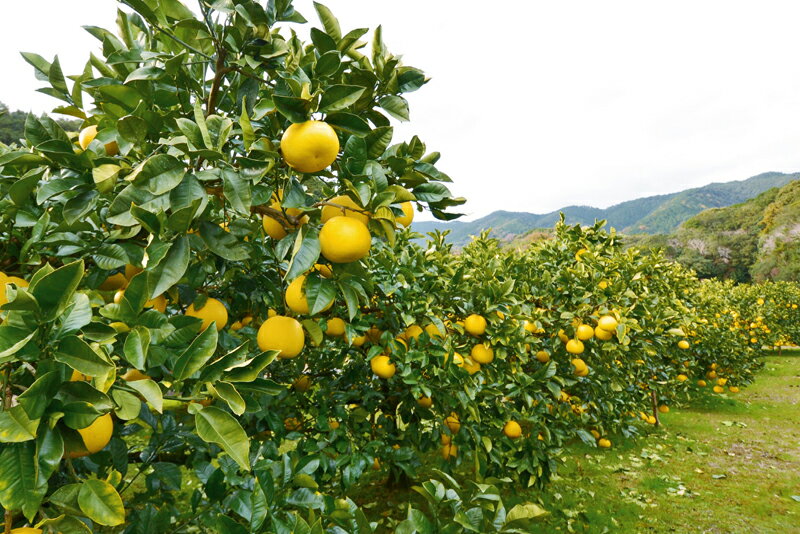 【ふるさと納税】 千の果樹園 訳あり 土佐文旦 5kg 家庭用 ぶんたん ブンタン 柑橘 みかん フルーツ 果物 柚子 ゆず 高知県産 四国 特産品 旬 贈答用 ギフト 贈り物 お歳暮 お中元 産地直送 自宅用 お取り寄せ 国産 果汁 ビタミンC 柑橘類 人気 宿毛市 高知県 10000円 サムネイル3