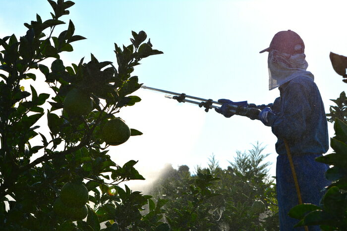 【ふるさと納税】 ハッピーフルーツ果樹園の電子文旦 3玉 大玉 贈答用 柑橘 みかん 文旦 ぶんたん ブンタン 果物 フルーツ 特産品 産地直送 旬 ギフト 贈り物 プレゼント 冬 正月 お歳暮 お中元 高級 甘い 美味しい 農家 地元 名産 特別栽培 自然 四国 宿毛市 高知県 9000円 サムネイル3
