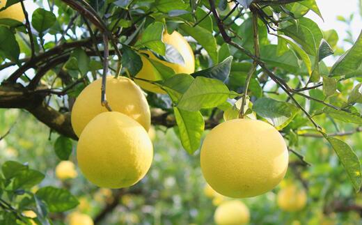 宿毛産文旦 10kg 家庭用 ぶんたん ブンタン 柑橘 果物 フルーツ 高知県 特産品 名産 贈答用 ギフト 甘酸っぱい 爽やか 香り 果汁 ジューシー 皮むき簡単 ビタミンC 冬 季節限定 産地直送 宿毛市 高知県 14000円